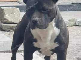 FULL PEDIGREE STAFFORDSHIRE BULL TERRIER PUPPIES