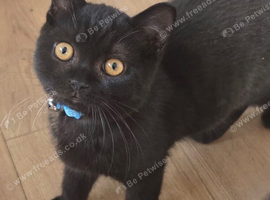 X2 bsh boys left available