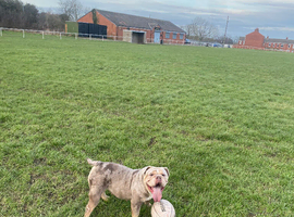 Female looking for a home