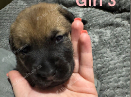 Chow x Belgian Malinois