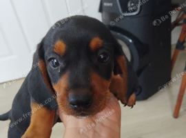 Last boy left looking for his new family