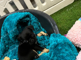 1 gorgeous Pug Puppy left