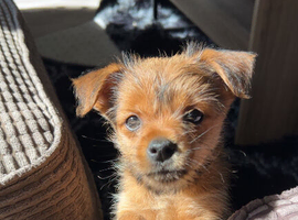 Pomeranian x Yorkshire terrier puppy