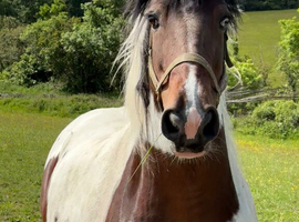 Gorgeous coloured mare