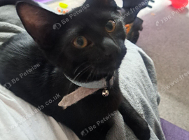 6 month old kitten needing a new home