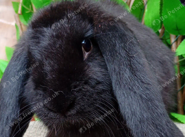 French lop ready now
