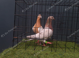 Almond breeding pair