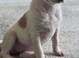 Jack russel cross