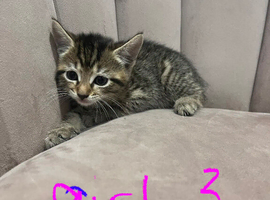 Lovely kittens ready for their forever home 14/06/25