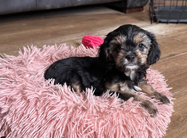 Cavalier x Biewer terrier