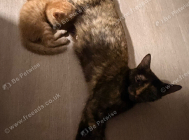 4 beautiful kittens