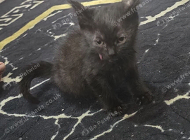 Chocolate british short-hair kittens