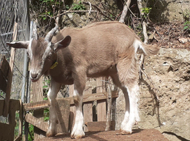 Stunnning Entire Billy Toggenburg Goat Kid - Father Pedigree