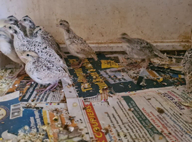Lovely snowflake quails