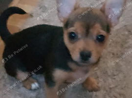 Lovely little mixed breed pup
