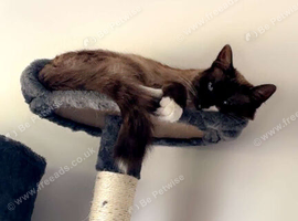 Indoor female ragdoll