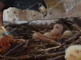Breeding pair harris hawks