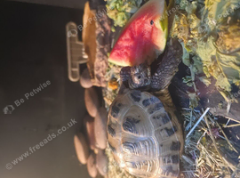 Tortoise 3 years old