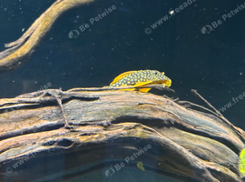 2 x discus 1 x sunshine pleco 4 x clown loaches 1 x tiger barb 11 x cardinal tetra 10 x lamp eye tetra 2 x convict cichlid