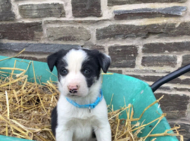 2 Border Collie Puppies (male) for sale