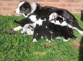 Border Collie pups