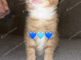 Main coon cross