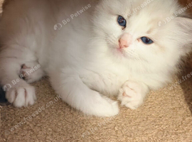 Blue bicolour tabby male