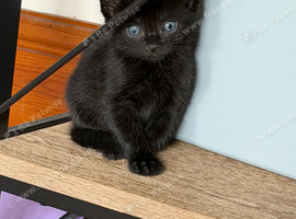 Mixed Breed of Black Kittens