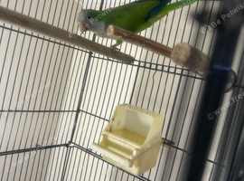Sweet 6-Month-Old Green Female Quaker Parrot &ndash; &pound;450 (Cage Included)