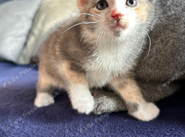 Beautiful girl kitten left