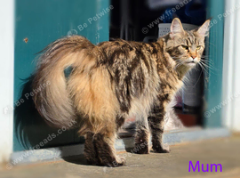 Adorable Maine Coon Kittens with Russian / European Bloodlines