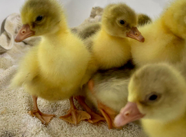 GOSLINGS .. READY TO