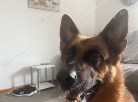 7 yrs old female German shepherd