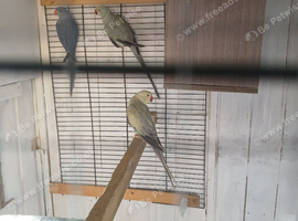 male ringneck
