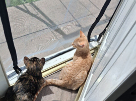 2x kittens