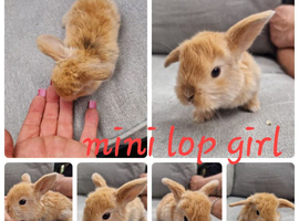 Pure mini lop babies