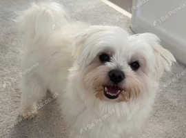 Maltese Male For Stud Parents KC Registered