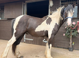 Cob gelding