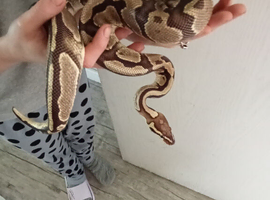 Ball pythons and heat stack