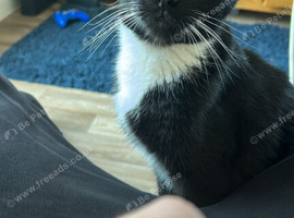 Kitten