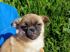 Pomapug puppies