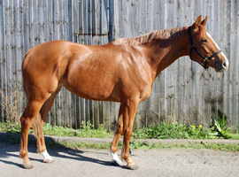 15.2 Chestnut Thoroughbred Mare