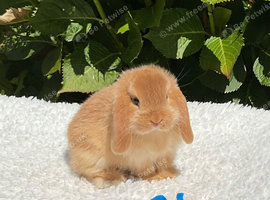 Pure bred mini lop baby boy .