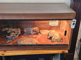 Terarium/ Vivarium