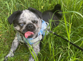 Panda pug girl 2 years