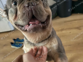 Full kc registered fluffy frenchie