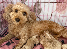 BEAUTIFUL MINIATURE COCKAPOO PUPPIES &mdash; 2 BOYS & 2 GIRLS
