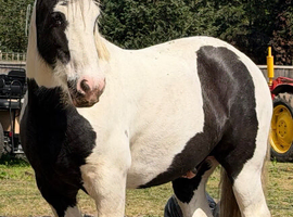 Piebald Cob
