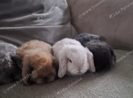 Adorable Purebred Mini Lop Bunnies - Ready for Loving Homes!