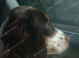 Cocker spaniel